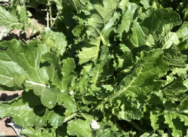 Brassicacee_5-scaled